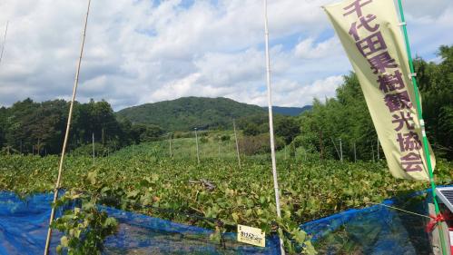 107522ぶどう狩り