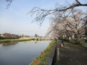 03(1)IMG_1558大落古利根川さくら