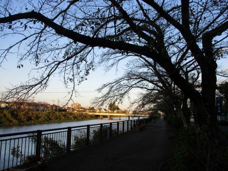 43(3)IMG_2782晩秋の大落古利根川遊歩道