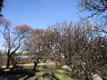 49(2)IMG_3041 花田苑2白梅