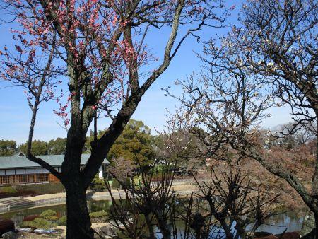 49(3)2IMG_3043 花田苑紅梅２