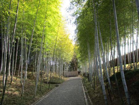 49(6)IMG_3057 花田苑竹林2