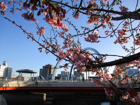 50(2)IMG_3069 公園橋と河津桜2