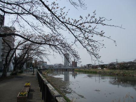 52(1)IMG_3134 大落古利根川の桜