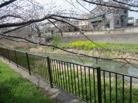 52(2)IMG_3133 隅田川の桜と菜の花