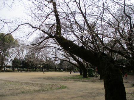 52(3)IMG_3132 八幡公園の桜