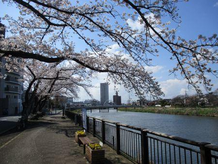 52(4)2IMG_3145 大落古利根川の桜4