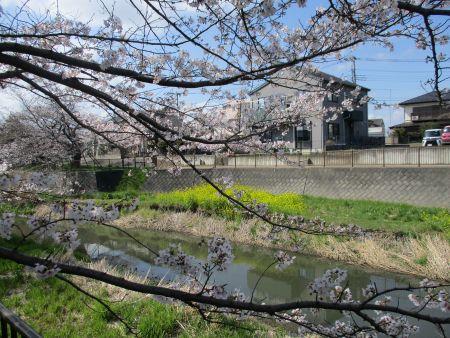 52(5)2IMG_3147隅田川の桜と菜の花3