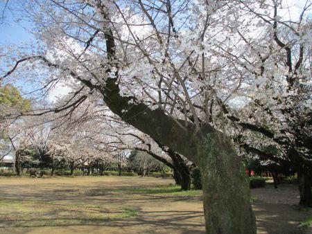 52(6)2IMG_3148 八幡公園の桜3