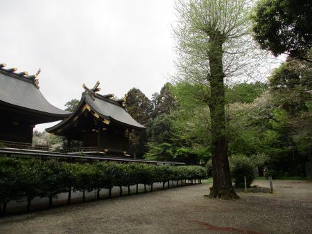 53IMG_3220 鷲宮神社境内9