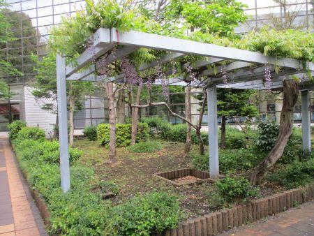 56(5)IMG_3259 ミニ薬草園のフジ棚