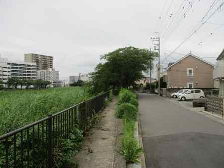 60(4)IMG_3384 大落古利根川 左岸遊歩道2