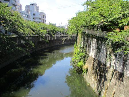 61(7)IMG_3476 大滝橋からの神田川上流