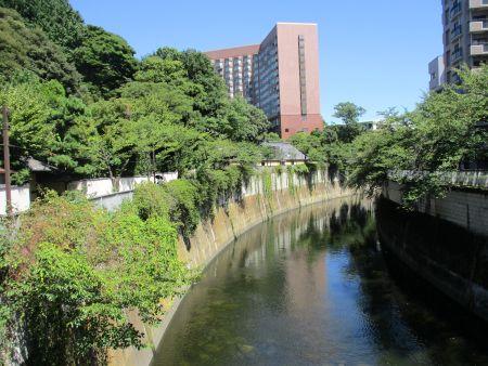 62(1)IMG_3480 駒塚橋からの神田川下流風景
