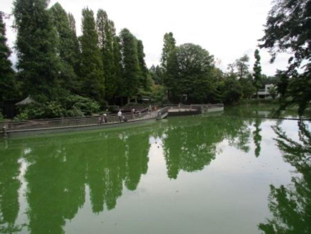 63(3) IMG_3513 井之頭池2